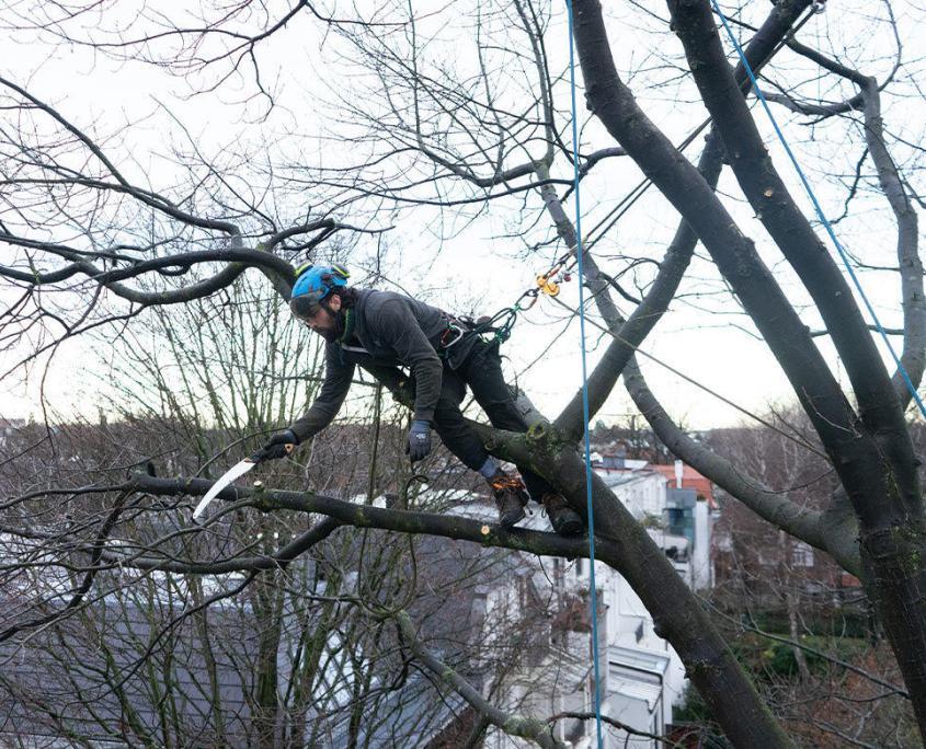 ein Baumast beim Beschneiden